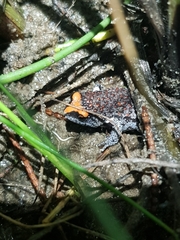 Pseudophryne australis