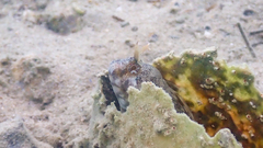 Parablennius tentacularis