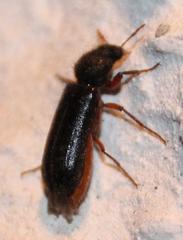 Heteropsoa australis