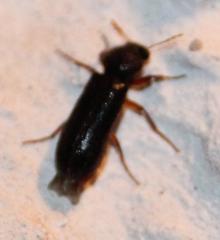 Heteropsoa australis