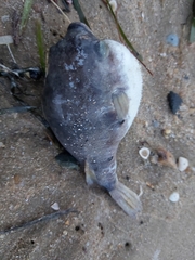 Marilyna pleurosticta