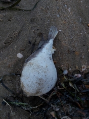 Marilyna pleurosticta