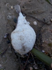 Marilyna pleurosticta