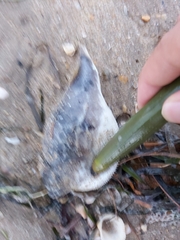 Marilyna pleurosticta