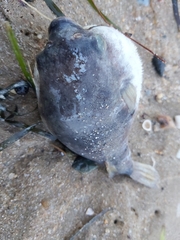 Marilyna pleurosticta