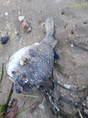 Marilyna pleurosticta