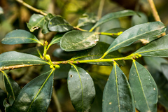 Erythroxylum emarginatum