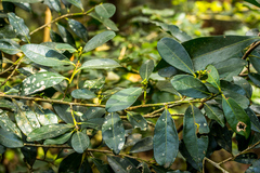Erythroxylum emarginatum