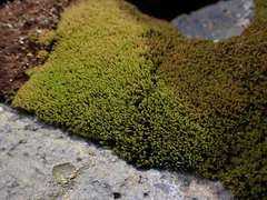 Amphidium lapponicum