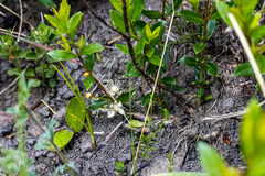 Eugenia albanensis