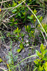 Eugenia albanensis