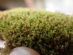 Amphidium lapponicum