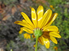 Calenduleae