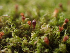 Amphidium lapponicum