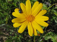 Calenduleae
