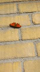 Polygonia c-album