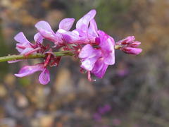 Indigofera karooica