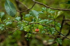 Gymnosporia harveyana harveyana