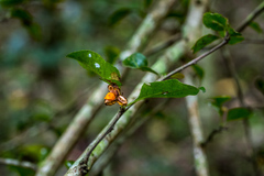 Gymnosporia harveyana harveyana