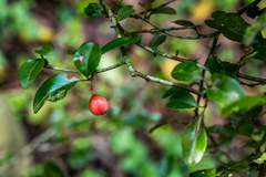 Gymnosporia harveyana harveyana