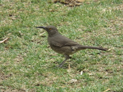 Toxostoma curvirostre