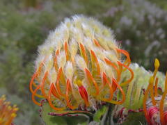 Leucospermum pluridens