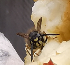 Vespula vulgaris