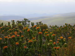Leucospermum pluridens