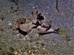 Maxillicosta scabriceps