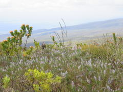 Leucospermum pluridens