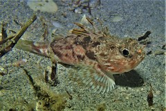 Maxillicosta scabriceps