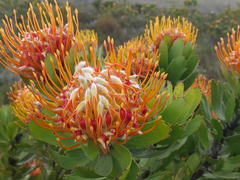 Leucospermum pluridens