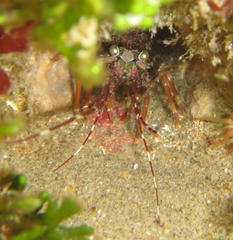 Panulirus homarus