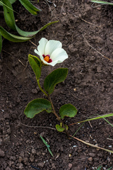 Hibiscus aethiopicus ovatus