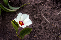 Hibiscus aethiopicus ovatus