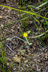 Hypoxis argentea