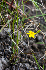 Hypoxis flanaganii