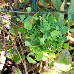 Trifolium campestre