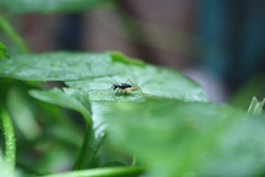 Trigonidium cicindeloides