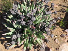 Machairophyllum albidum