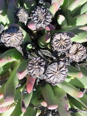 Machairophyllum albidum