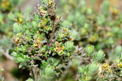 Cliffortia polygonifolia polygonifolia