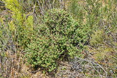 Cliffortia polygonifolia polygonifolia