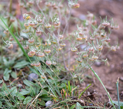 Artemisia macrocephala