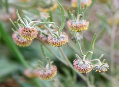 Artemisia macrocephala