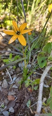 Pauridia linearis