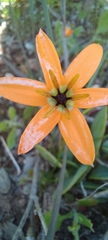 Pauridia linearis