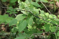 Carpinus cordata