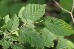 Carpinus cordata