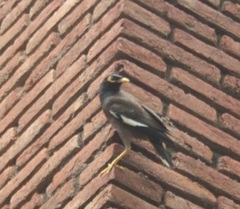 Acridotheres tristis